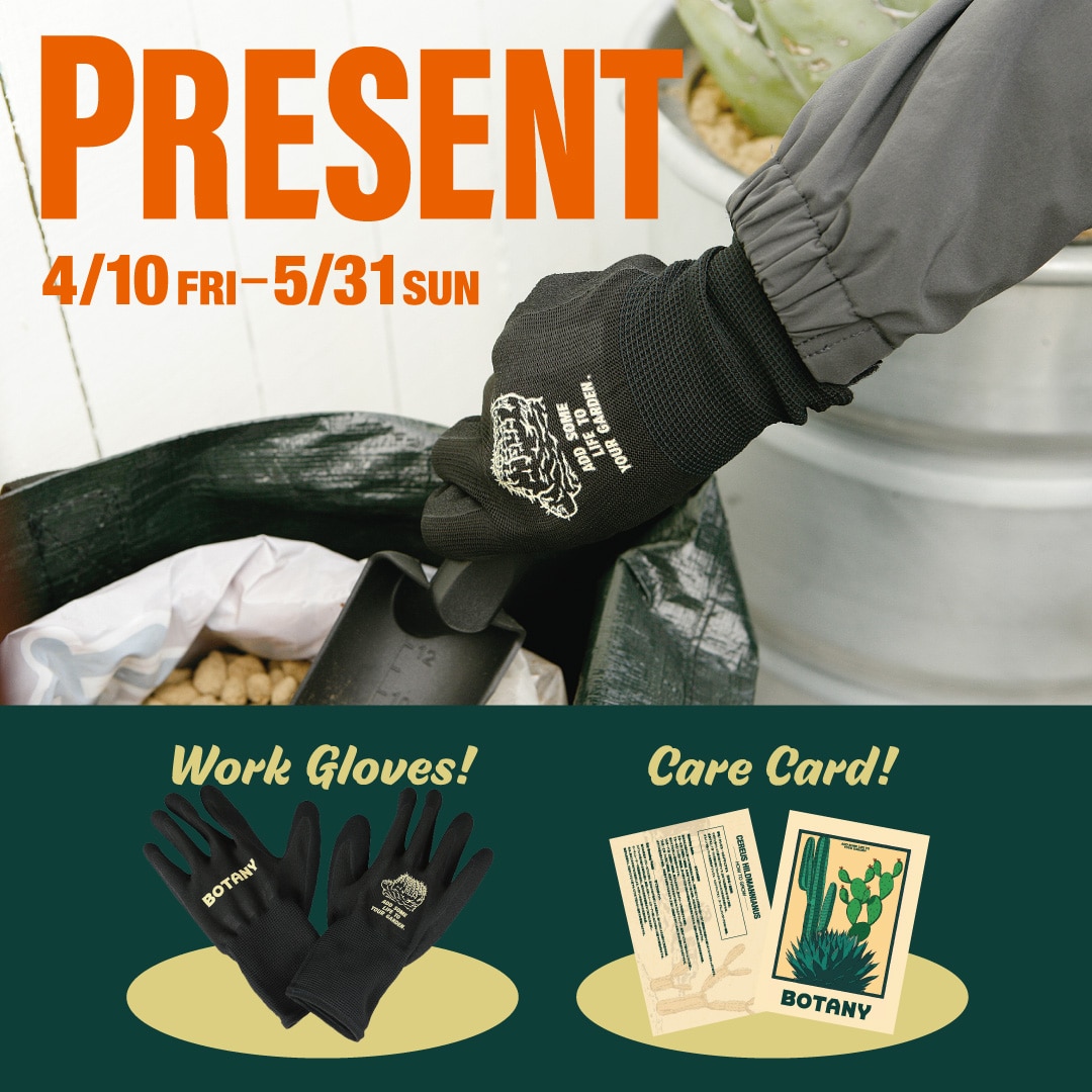 柱サボテン購入でBOTANYグローブとA5ケアカードをプレゼント