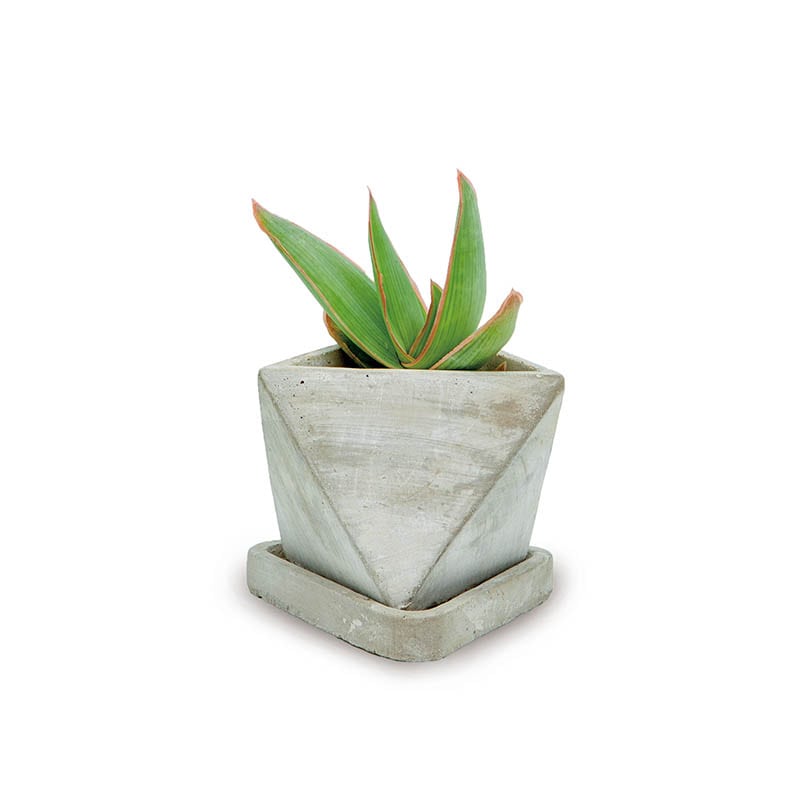 DULTON ONLINE SHOP | CEMENT POT TRIANGLE(TRIANGLE): ガーデン/グリーン