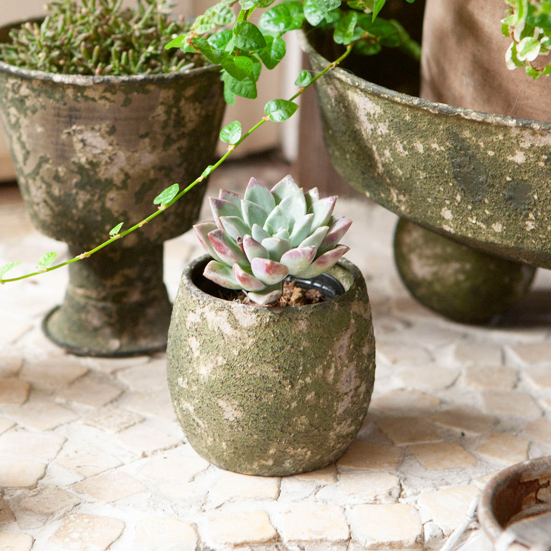 MOSS IRON POT A