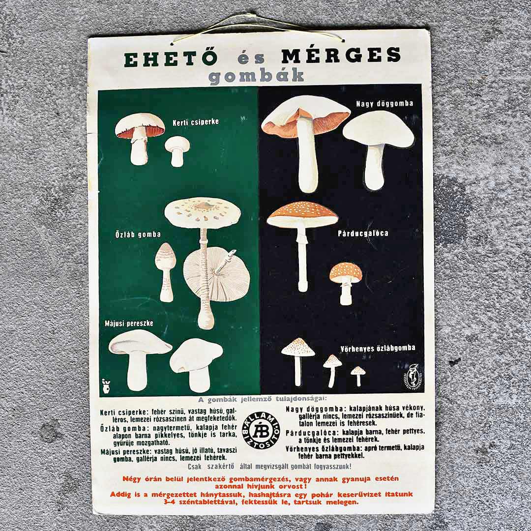 VINTAGE MUSHROOM CHART 01