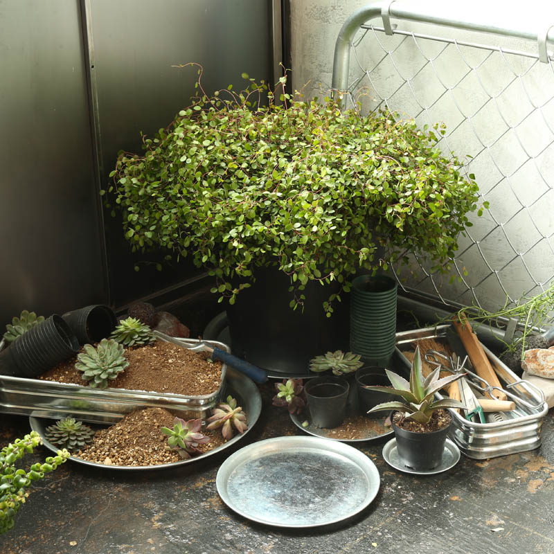 GALVANIZED ROUND TRAY L