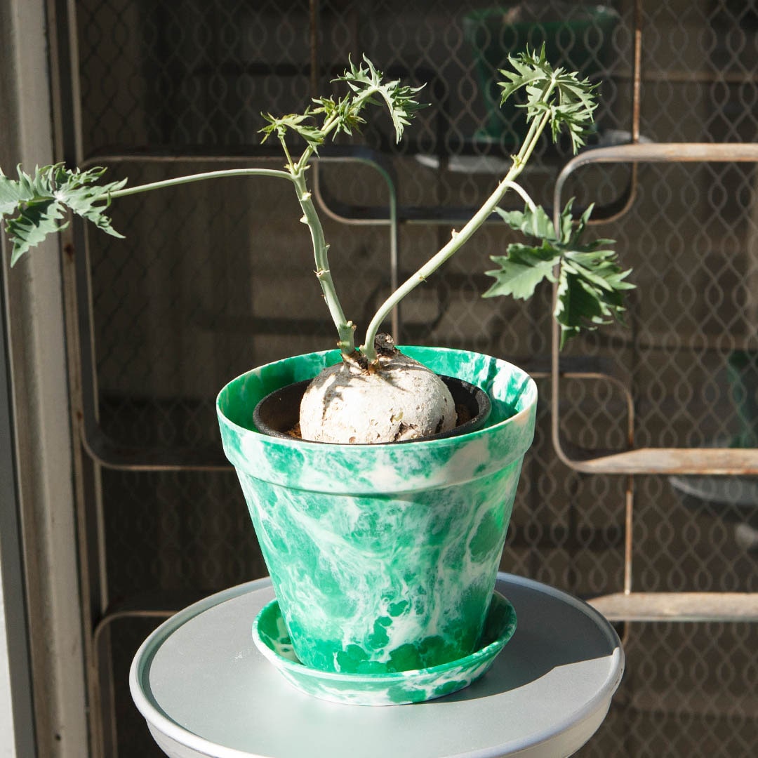 SPLASH POT L BEIGE/GREEN