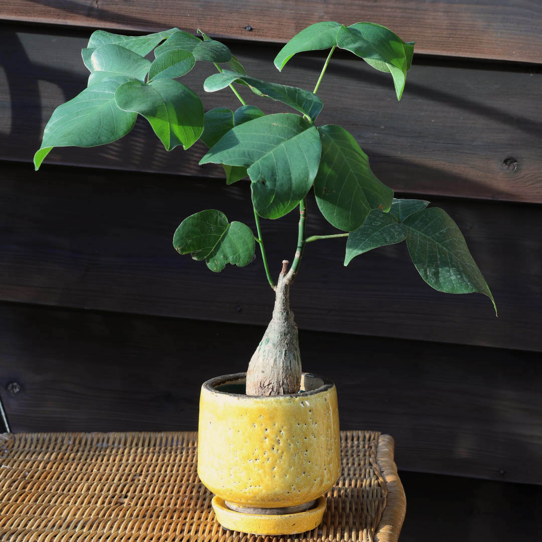 GLAZED EARTHENWARE POT S YELLOW