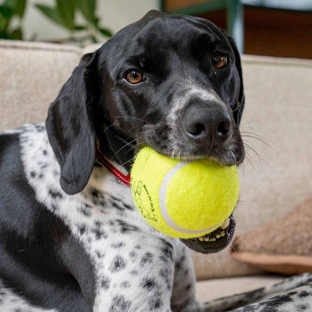 TENNIS BALL SET OF 2 L