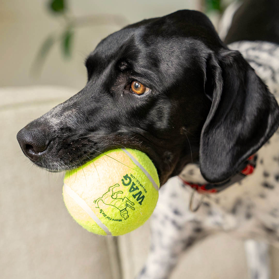 TENNIS BALL SET OF 2 L
