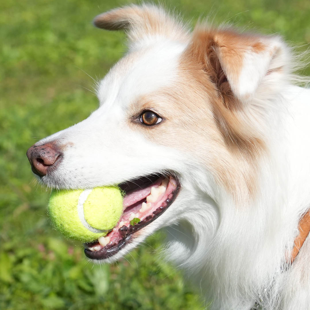 TENNIS BALL SET OF 3 M