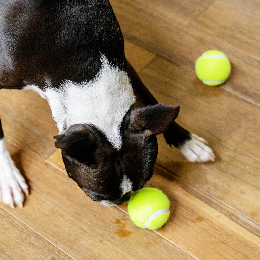 TENNIS BALL SET OF 3 XS