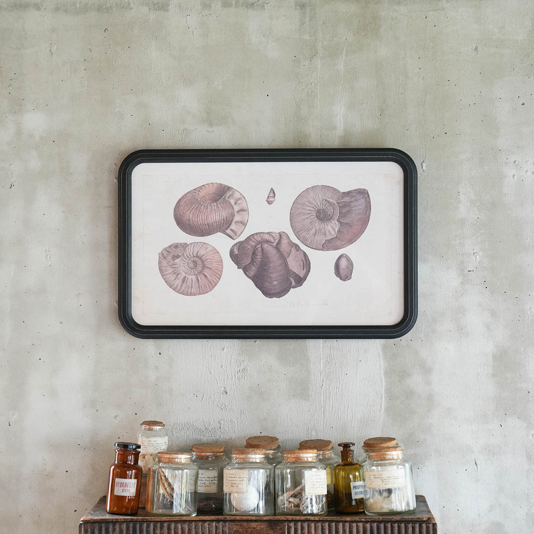 ART FRAME AMMONITE
