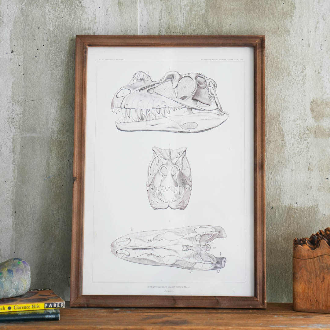 ART FRAME CERATOSAURUS