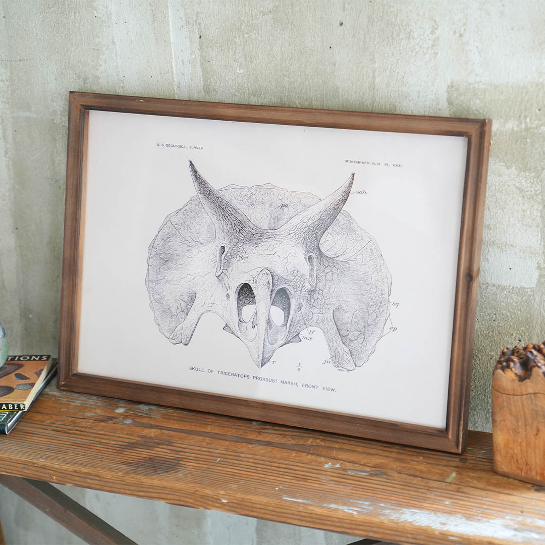ART FRAME TRICERATOPS
