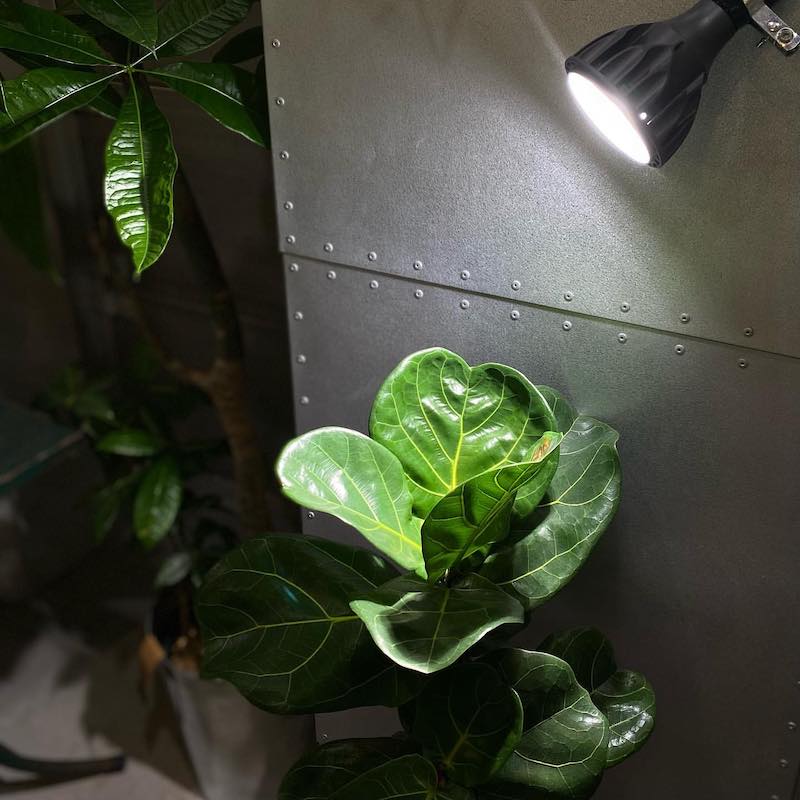 DULTON ONLINE SHOP | Helios Green LED: ガーデン/グリーン