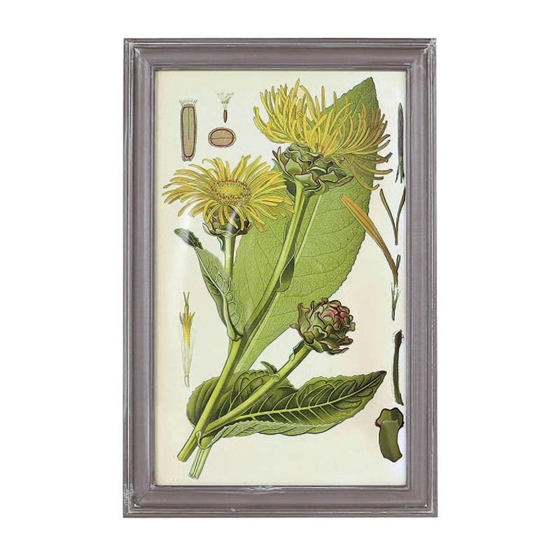 PLANT FRAME C