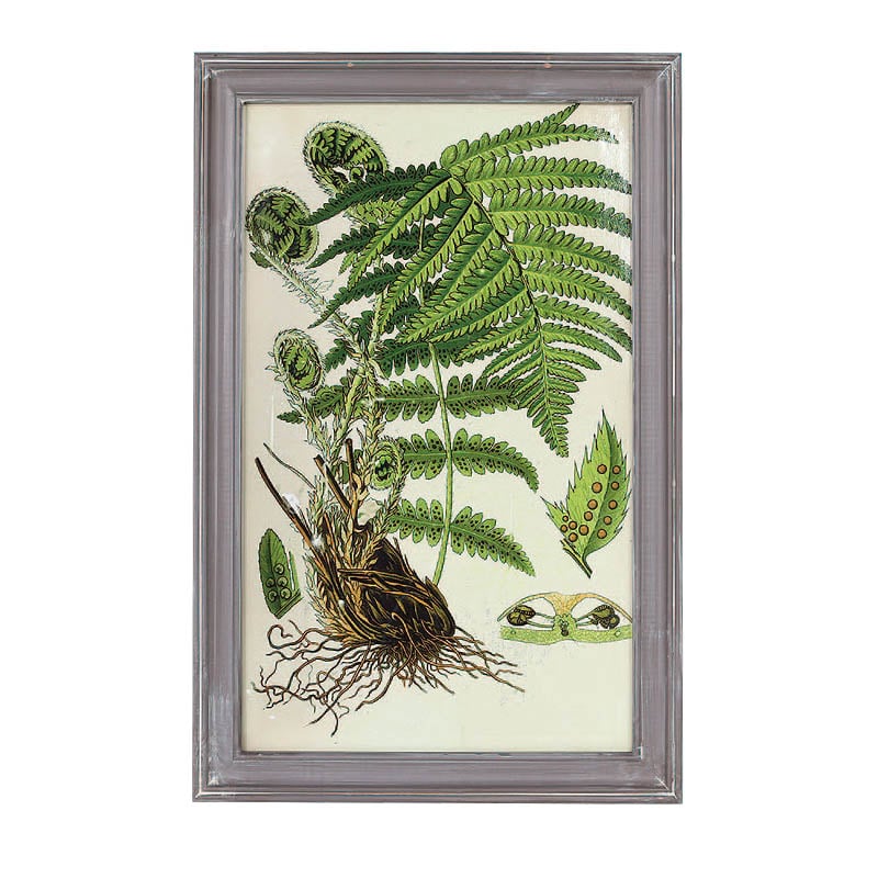 PLANT FRAME  E