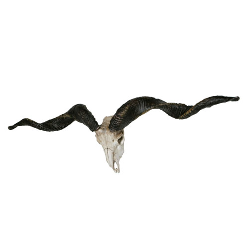 GOAT HEAD