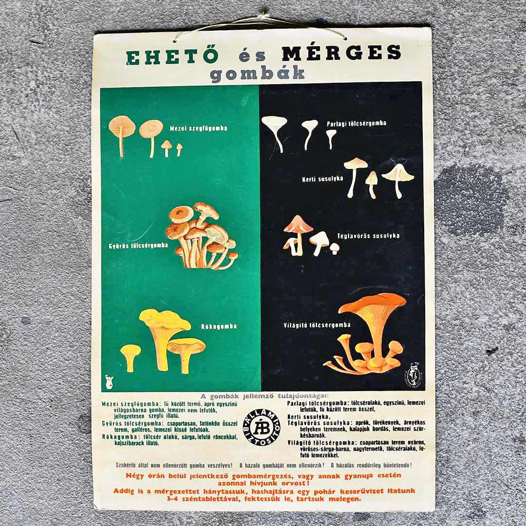 VINTAGE MUSHROOM CHART 02
