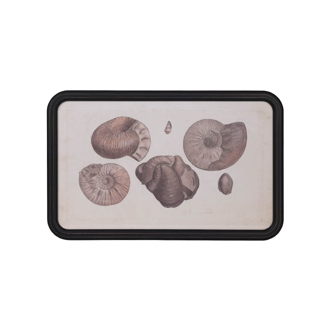 ART FRAME AMMONITE