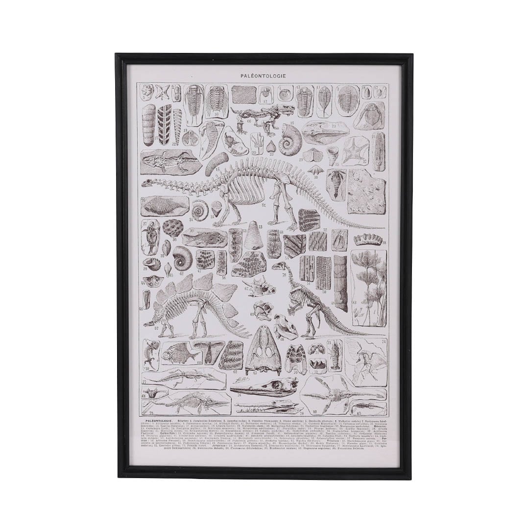 ART FRAME PALEONTOLOGIE