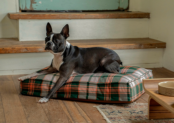 CHECK DOG BED 2
