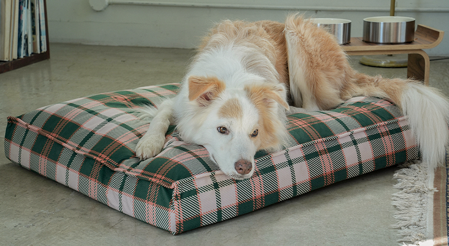 CHECK DOG BED MV