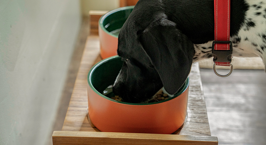 Double wall dog bowl MV