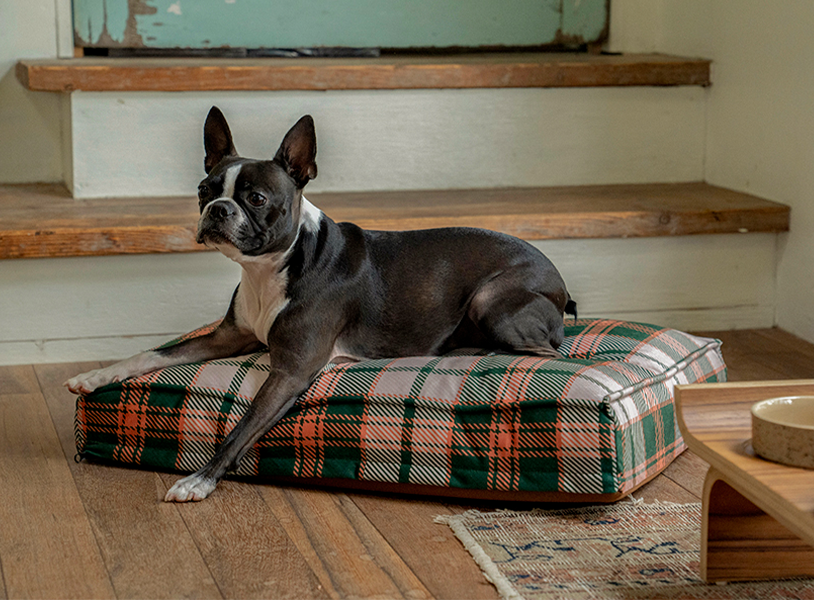 CHECK DOG BED 2