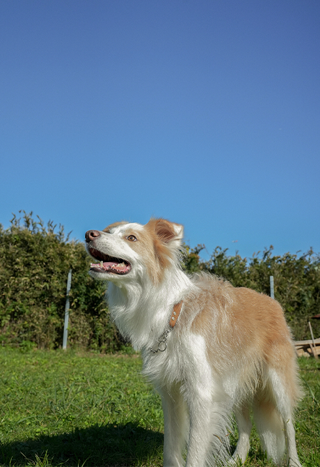 TENNIS BALL 1