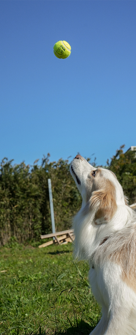 TENNIS BALL 2