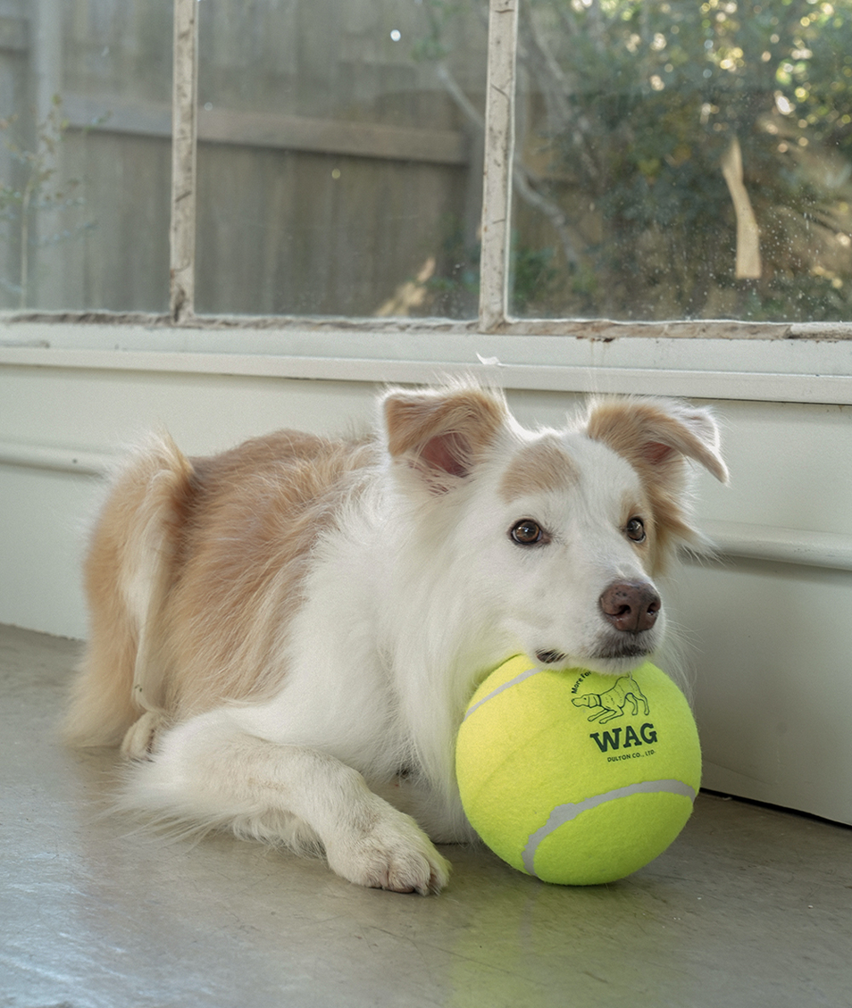 TENNIS BALL 4