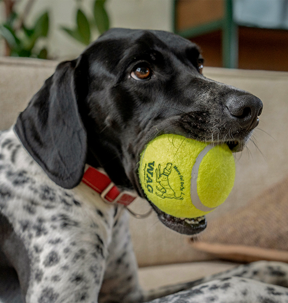 TENNIS BALL MV