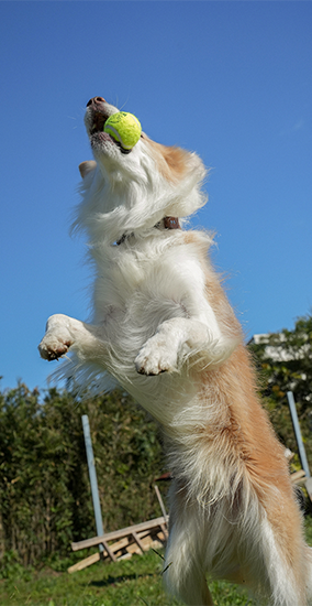 TENNIS BALL 1