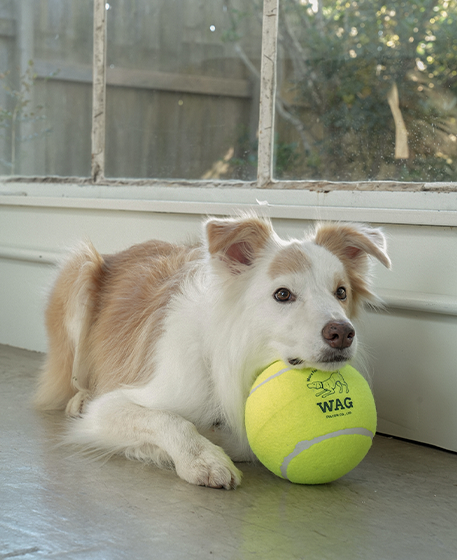 TENNIS BALL 4
