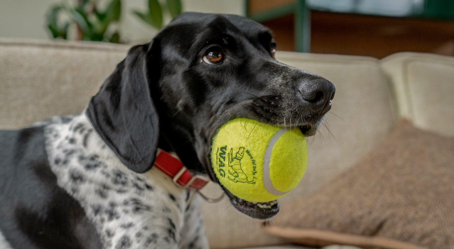 TENNIS BALL MV