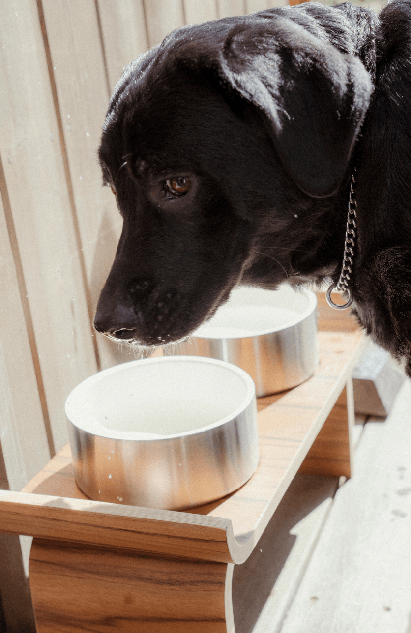 DOG BOWL