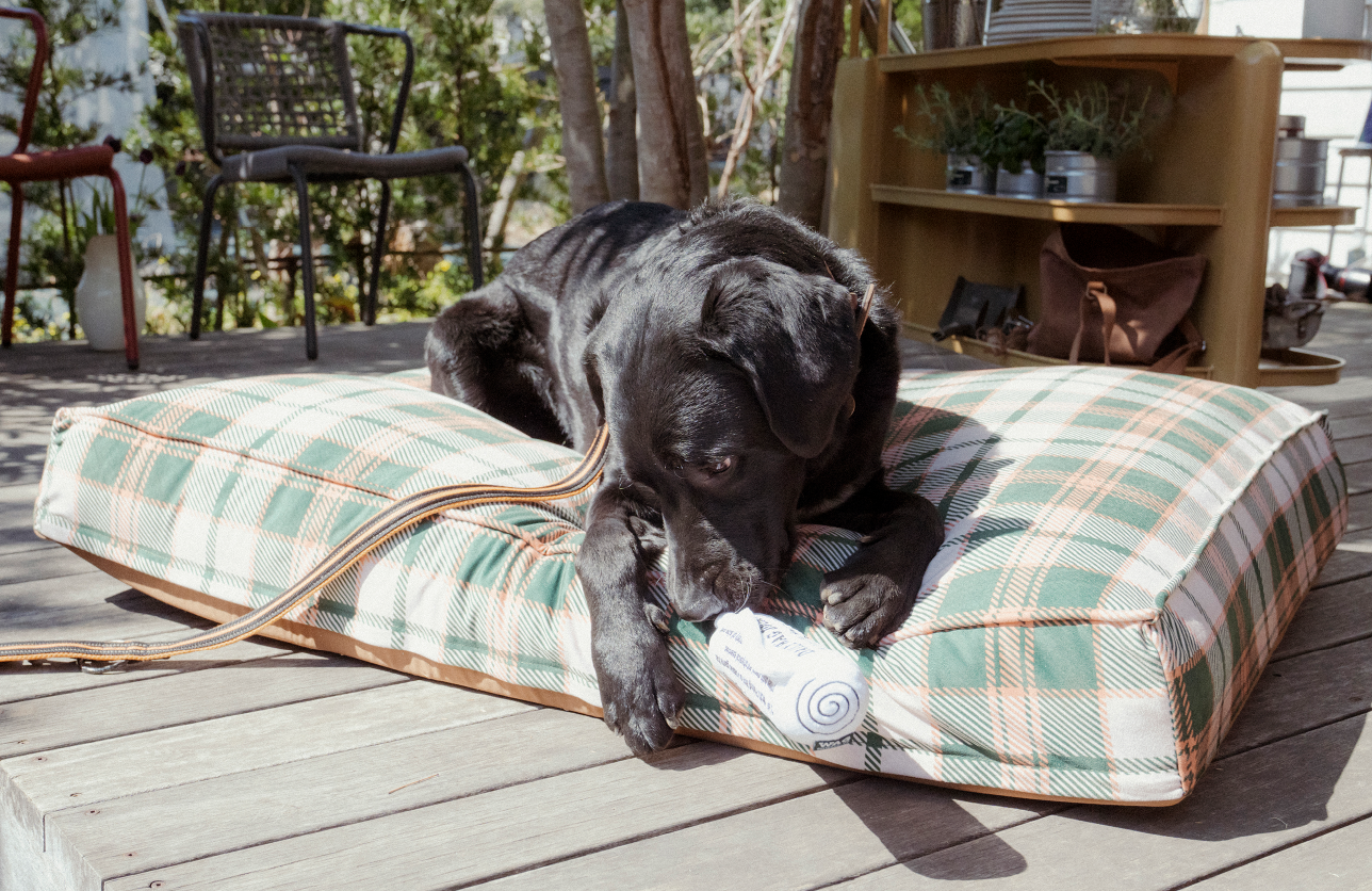 CHECK DOG BED